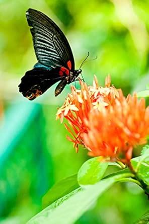 Great Mormon Black Butterfly (Papilio Memnon Agenor) Journal : Cool ...