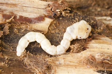 Image result for Alien Worm Food