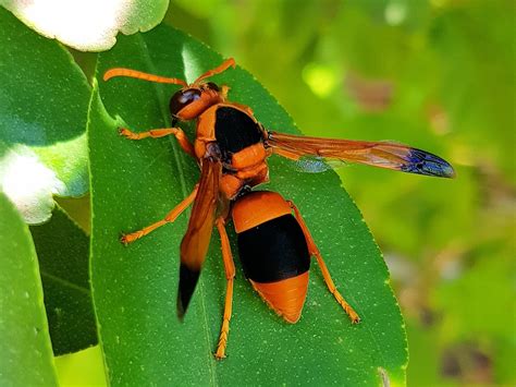 Orange Wasps – Ausemade