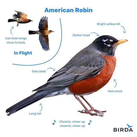 Bird Identification Wisconsin - Everything You Need to Know | Birda