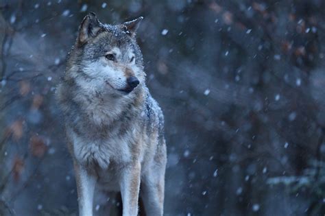 Top 10 things Dogs do because they're descendants of Wolves - Training Pups