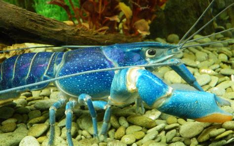 Download Rare And Unique Blue Lobster Wallpaper | Wallpapers.com