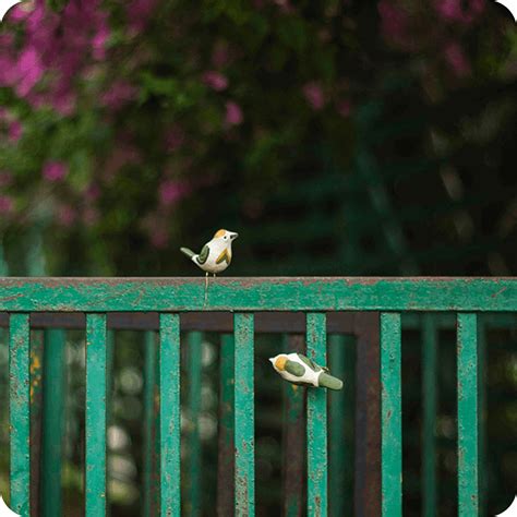 Peppy Pops - Tailorbird (A Pair)