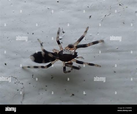 White-tailed Spiders (Lampona) Arachnida Stock Photo - Alamy