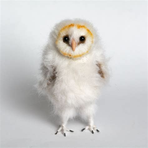 Cute Baby Barn Owl