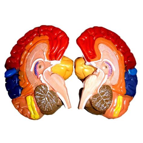 Facaia Human Brain Model Color Coded Partitioned Brain Anatomically ...