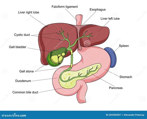 Galstenen Galblaas Medische Wetenschap Stock Illustratie - Illustration ...