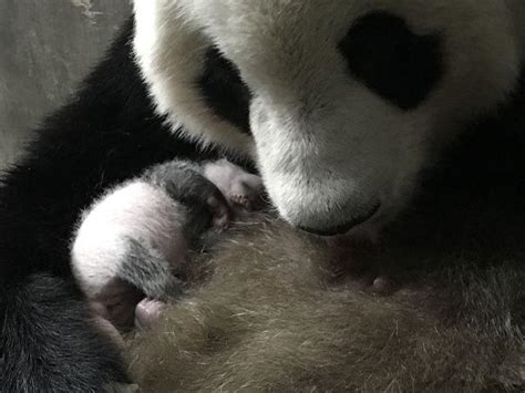 16岁大熊猫“楼生”诞下雌性幼仔-大熊猫网