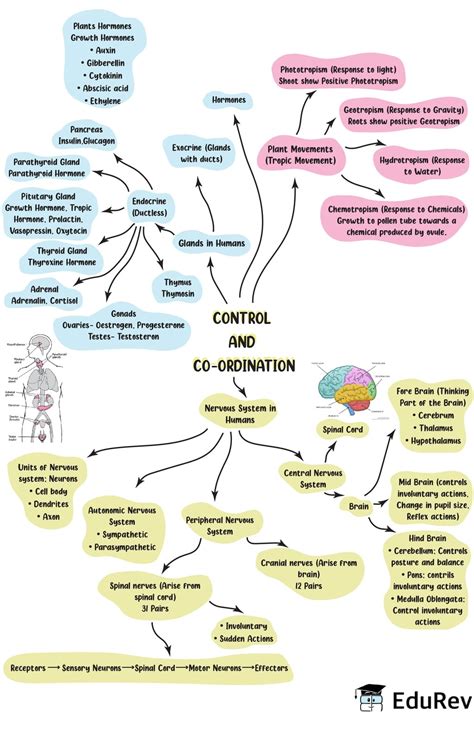 Mindmap: Control and Coordination - Science Class 10 PDF Download