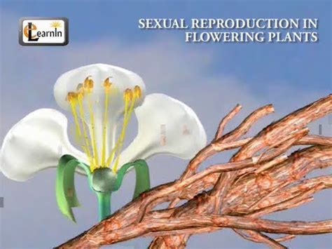 Process of Pollination and Fertilization in Flowering Plants Video ...