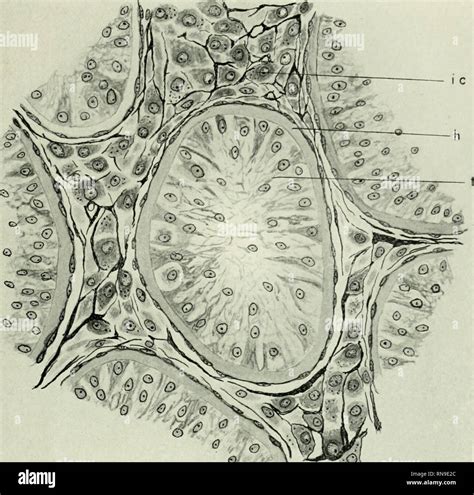 Hermaphroditism hi-res stock photography and images - Alamy