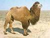pictures of wool giving animals with names - Brainly.in
