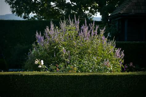 Purple Vitex Tree Information