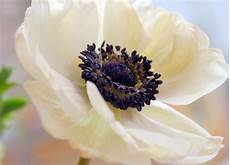 fiore flowers flower homes anemone flowers fiore flowers flower homes anemone flowers