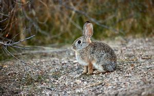 Wallpaper rabbit, animal, cute, grass, wildlife hd, picture, image