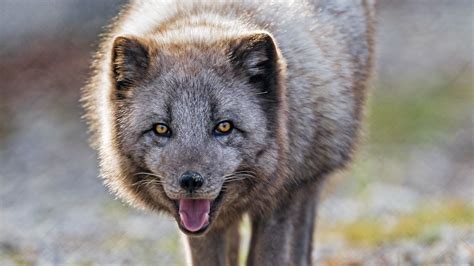 Download wallpaper 1920x1080 scribe, animal, protruding tongue, face ...