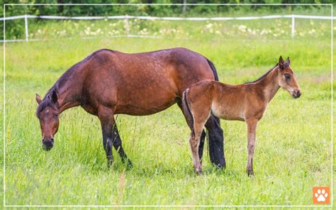 Do Horses Have Udders? Surprising Facts - VIVO Pets