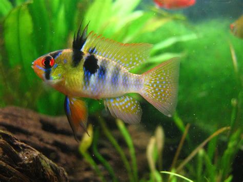 German Ram | FRESHWATERAQUATICA