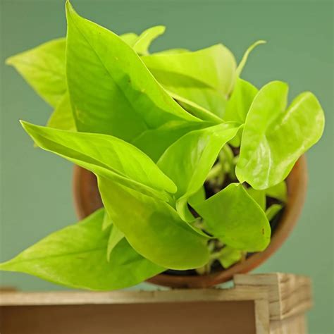 Ashokavanam Money plant (golden) pothos : Amazon.in: Garden & Outdoors