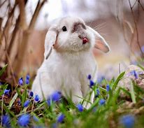 Image result for Women in Spring with Bunnies