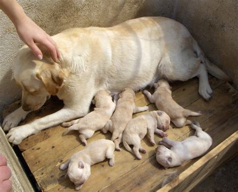 Labrador Retriever Pregnancy: Gestation Period, Weekly Milestones, and ...