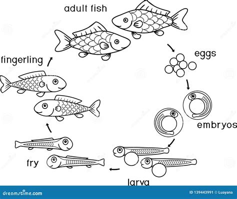 Fish Life Cycle Diagram