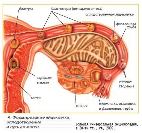 Формирование яйцеклетки, оплодотворение, путь до матки