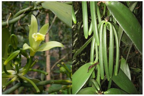 Vanilla planifolia Andrews (Orchidaceae): Labellum Variation and ...