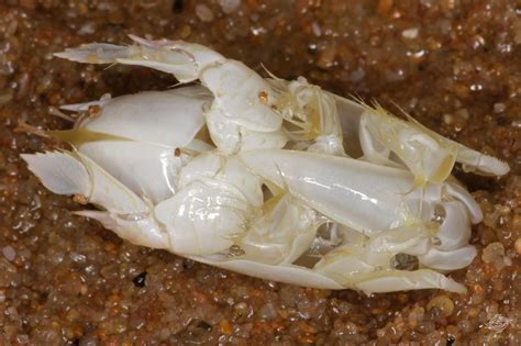 Mole Crabs – Facts and Photographs | Seaunseen