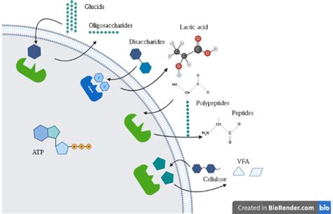 Assimilation Biology 的图像结果