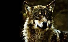 Wolf Wallpaper Hd by Gray Wolf Wallpapers Wallpaper Cave Wolf Wallpaper Hd