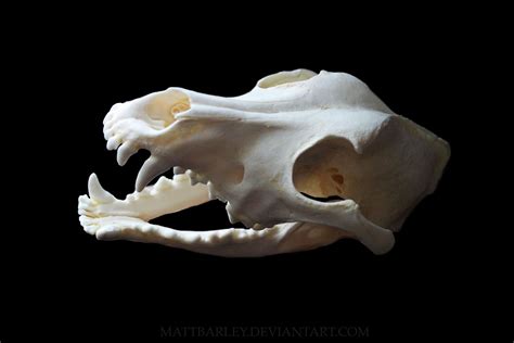 Pin by Alexandra S on MSU TC 247 Fall 2013 | Dog skull, Animal ...