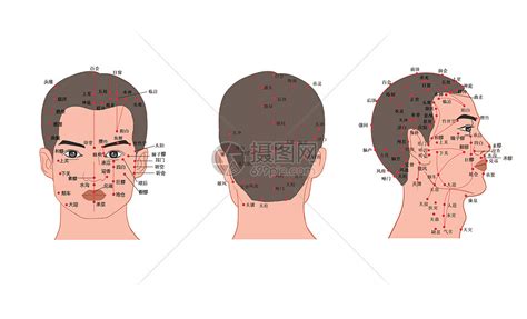 人体头部经络穴位图插画图片下载-正版图片401802088-摄图网