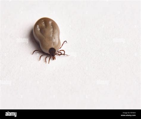 Top view of an engorged female Blacklegged Deer tick that can carry Lyme Disease on white paper ...