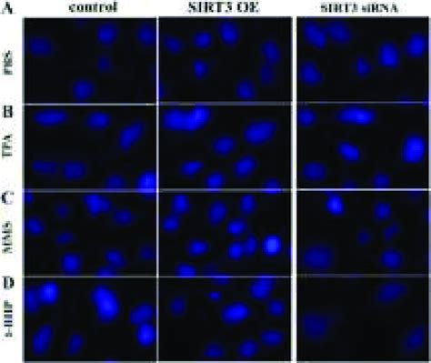 Image result for DAPI Staining 101