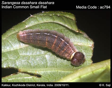 Sarangesa dasahara | Butterfly