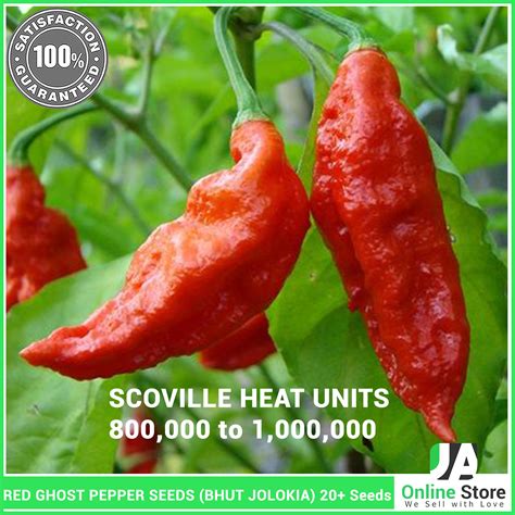 Seeds & Bulbs Home & Hobby 10 Seeds Organic Buth Jolokia Pepper - 1 ...