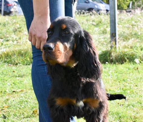 News - Beauty of Gordon