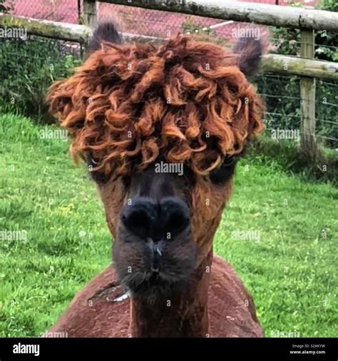 Curly top hi-res stock photography and images - Alamy