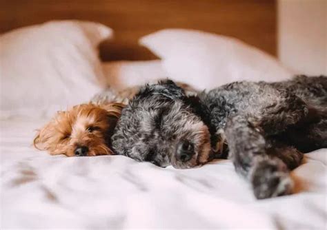 Canine bedfellows – WAGR