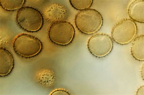 Image result for Microscope World