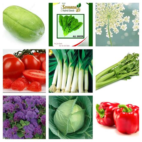 Suvarna Combo Lettuce Green-Edena,Celery Tall-Utah,Wax Gourd Suresh ...
