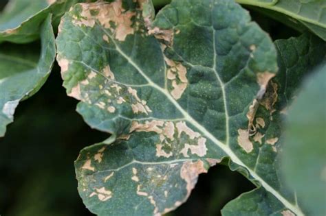 See related image detail. How to Treat and Prevent Brassica White Leaf Spot Disease