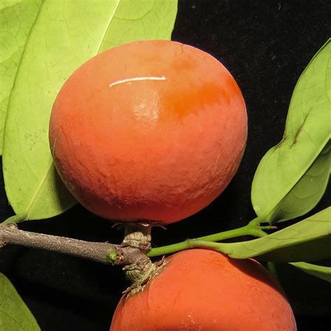 Lolly Berry Fruit Plants (Salacia Chinensis ) – veliyathgardens
