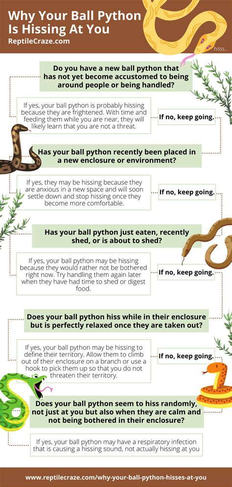 Image result for Ball Python Angry