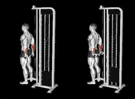 Behind the Back Cable Wrist Curls: Guide, Muscles Worked, Tips | Athlemove