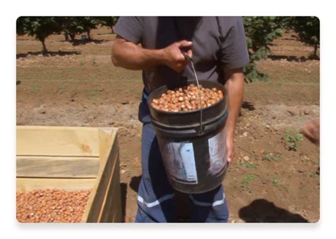 Hazelnuts | Our commitment to Sustainability | Nutella®