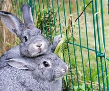 Image result for Free Photos of Bunnies