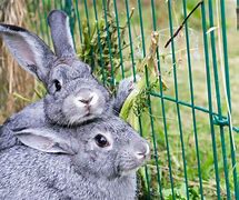 Image result for House Rabbits Animal
