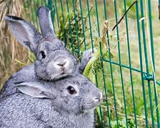 Image result for Bunnies Smiling